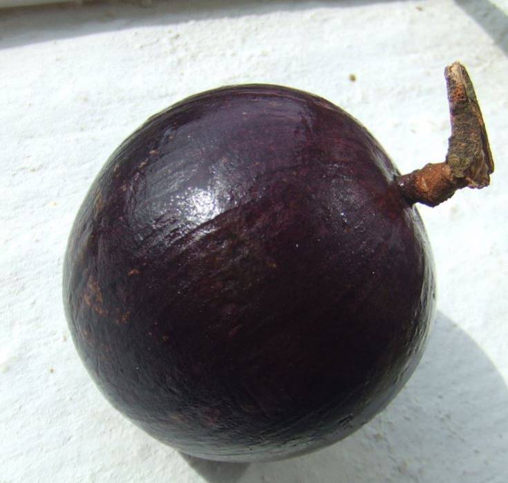 starapple1.jpg