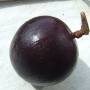 starapple1.jpg