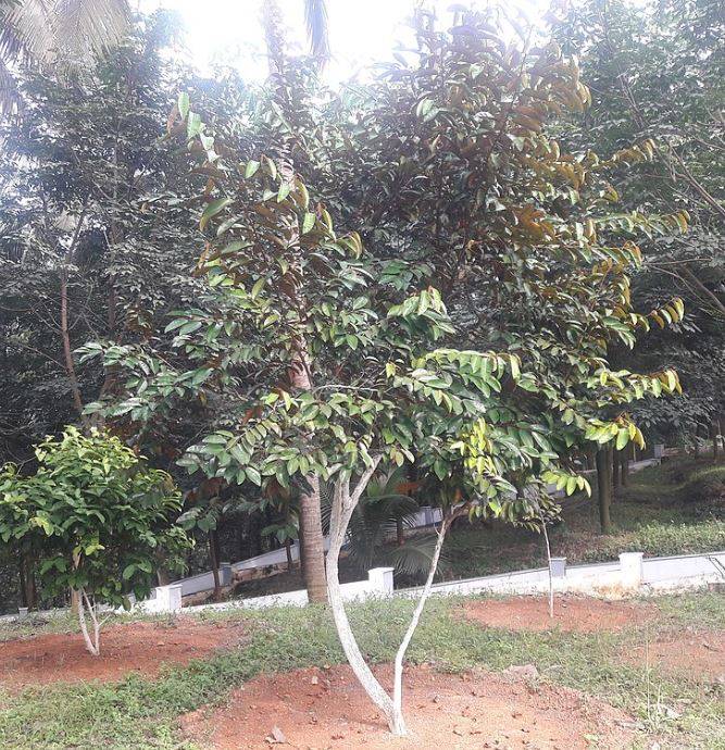 starapple2.jpg