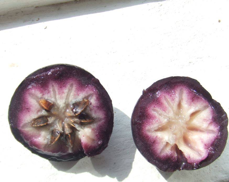 starapple3.jpg