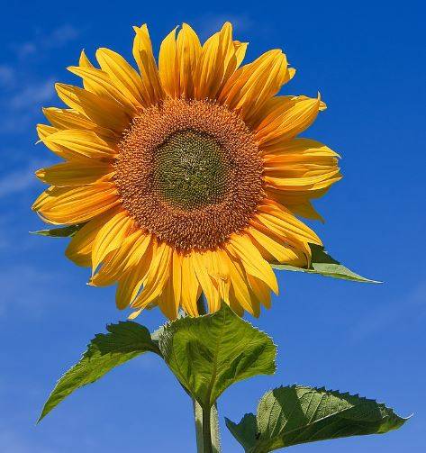 sunflower.jpg
