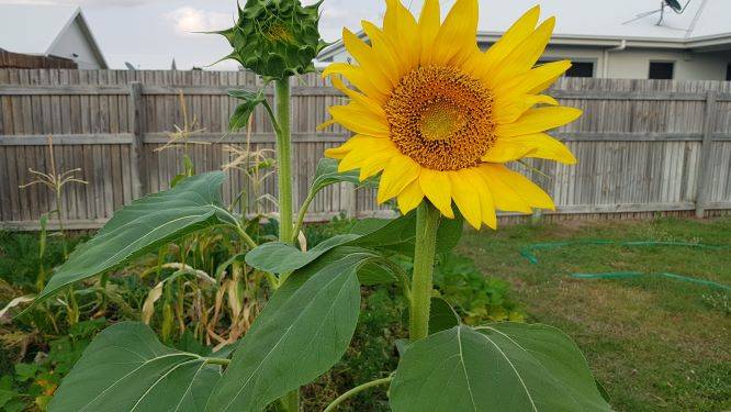 sunflower2.jpg