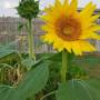 sunflower2.jpg