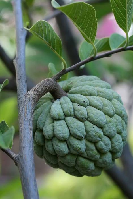 sweetsop1.jpg