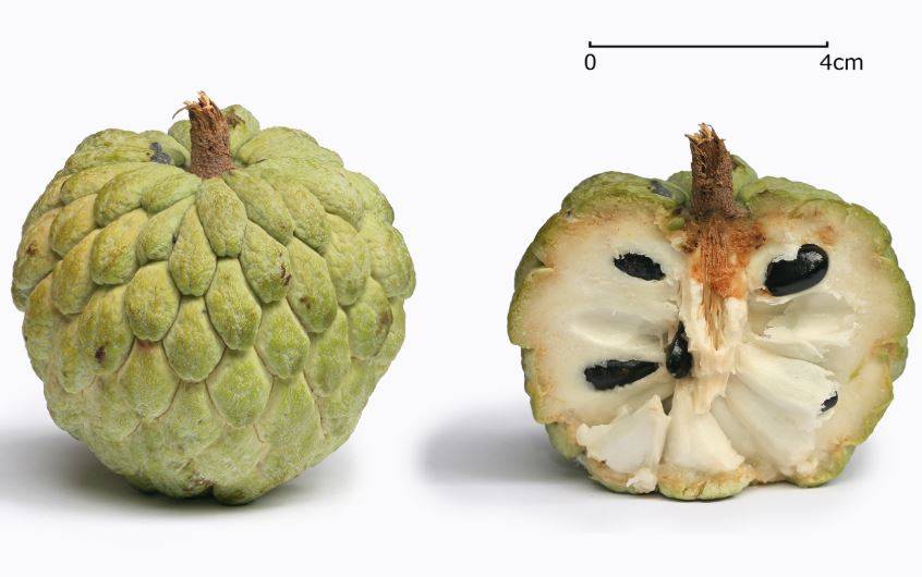 sweetsop2.jpg