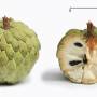 sweetsop2.jpg