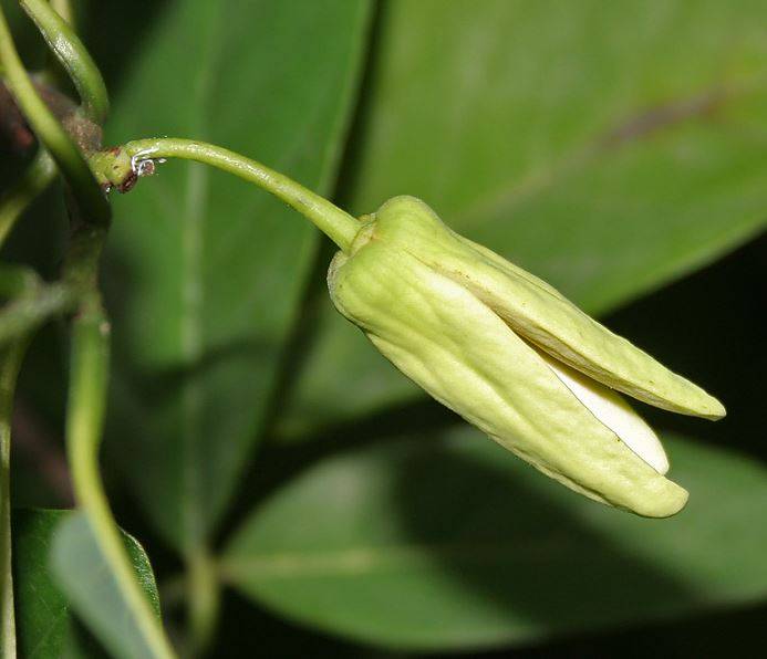 sweetsop3.jpg