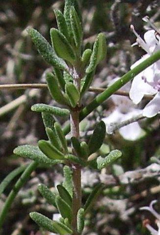 thyme1.jpg