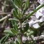 thyme1.jpg