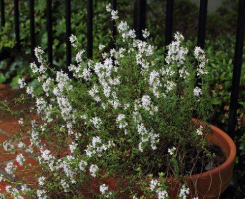 thyme2.jpg
