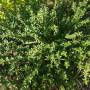 thyme3.jpg