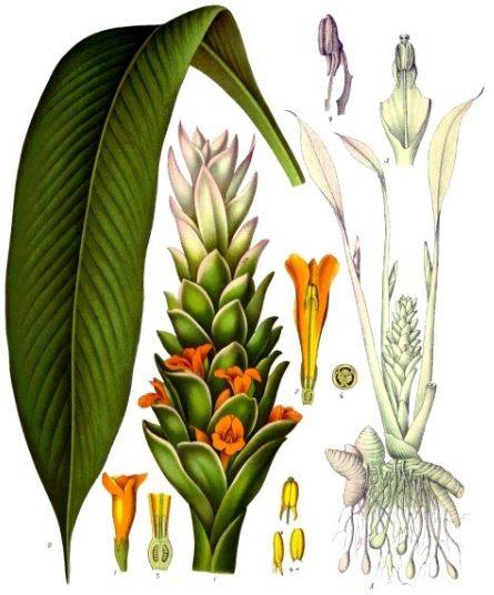 tumeric1.jpg