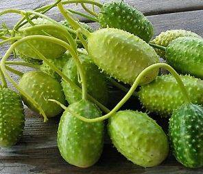westindiangherkin2.jpg