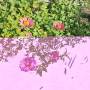zinnia1.jpg