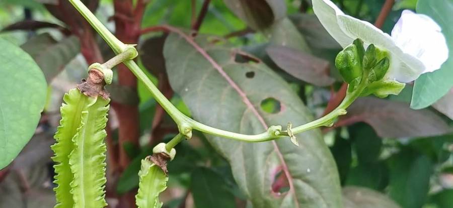 winged_bean_1.jpg