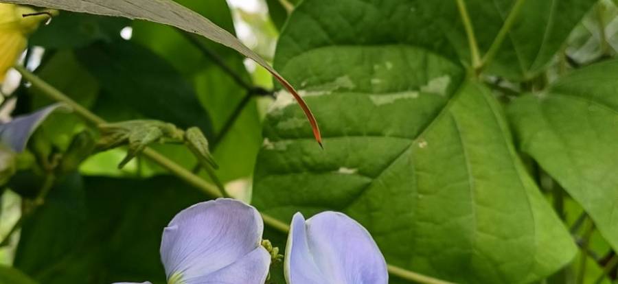 winged_bean_2.jpg