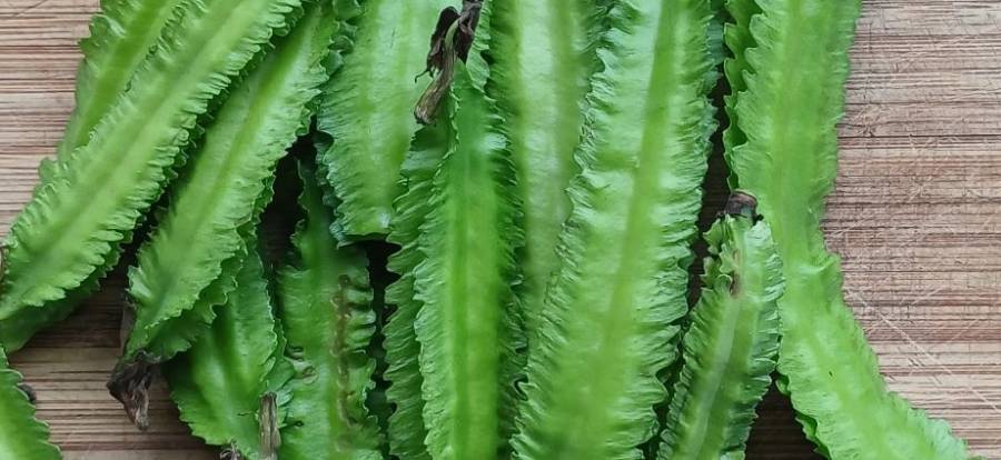 winged_bean_3.jpg
